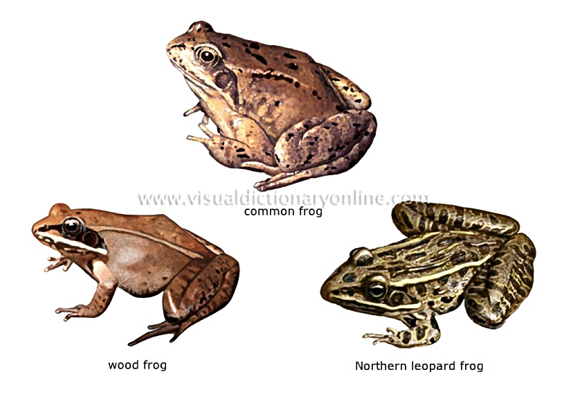 examples of amphibians [1]