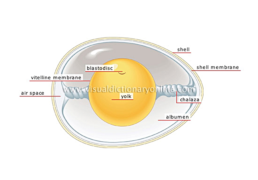 egg
