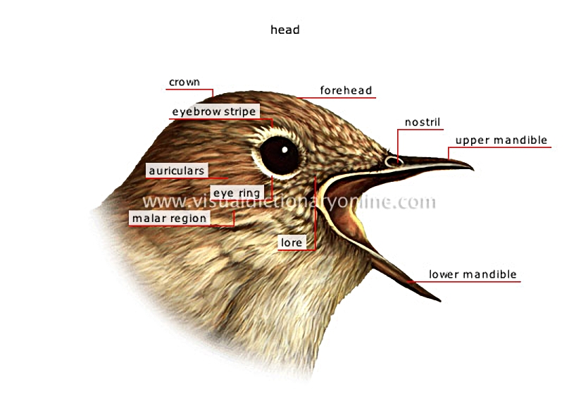 morphology of a bird [2]