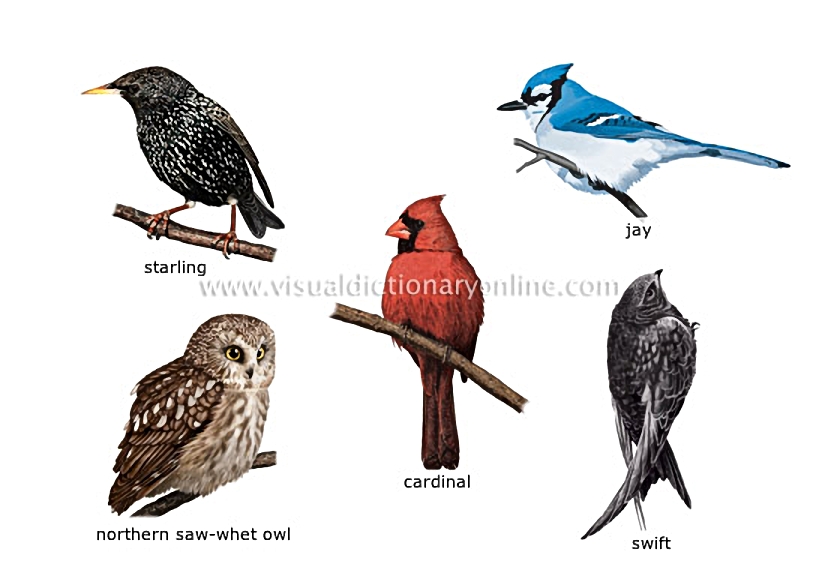 examples of birds [3]