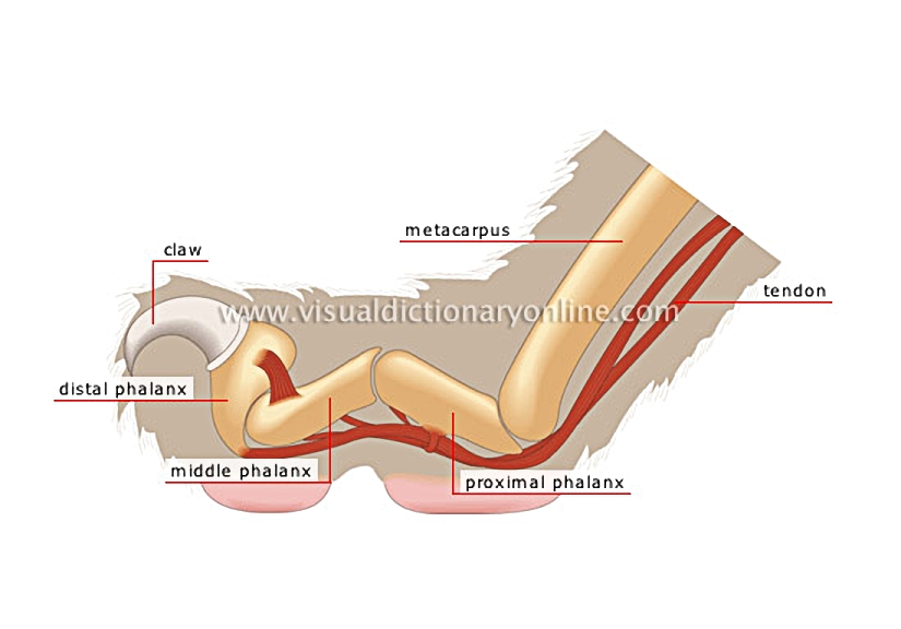 retracted claw