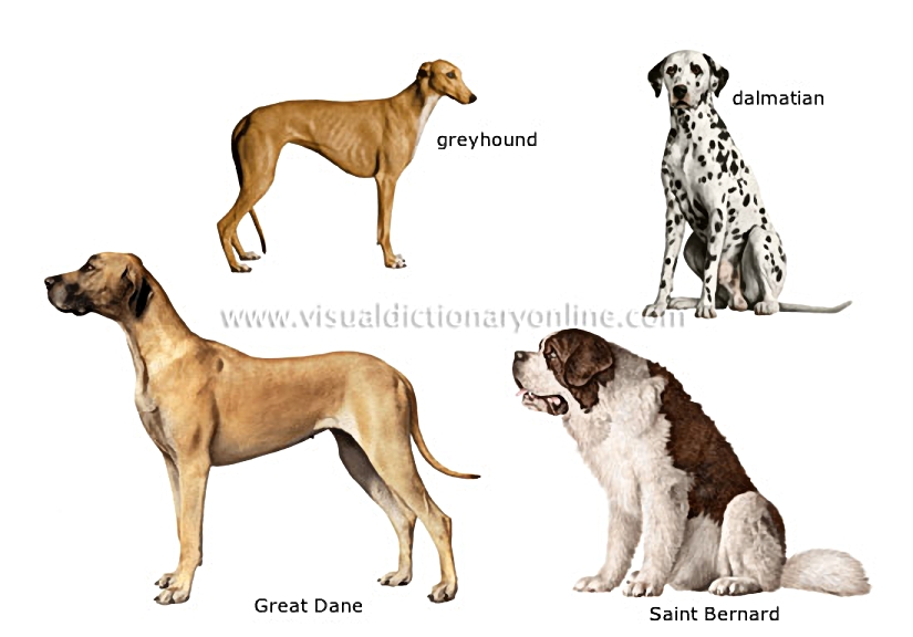 dog breeds [2]