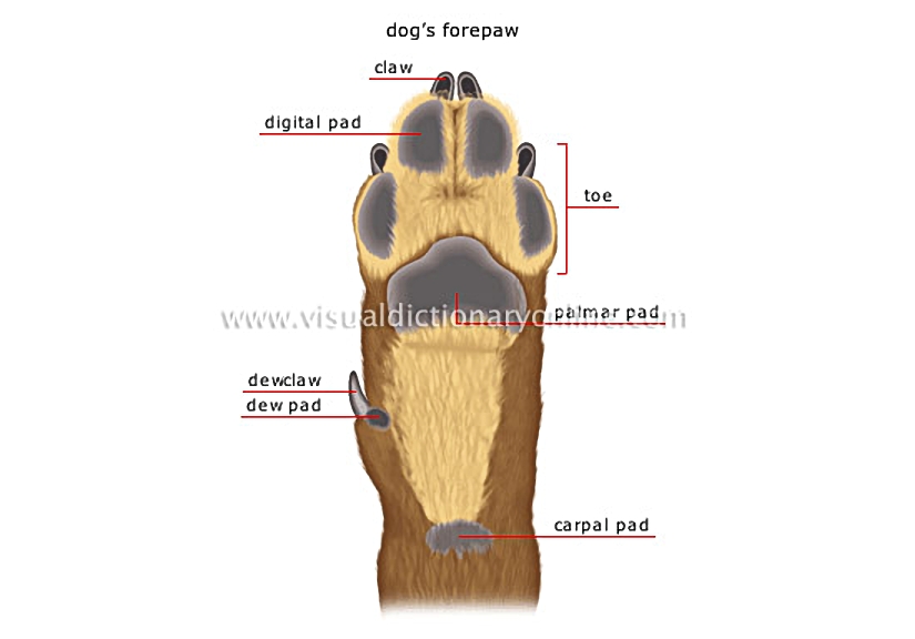 morphology of a dog [2]