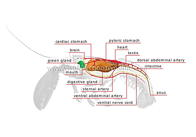 anatomy of a lobster