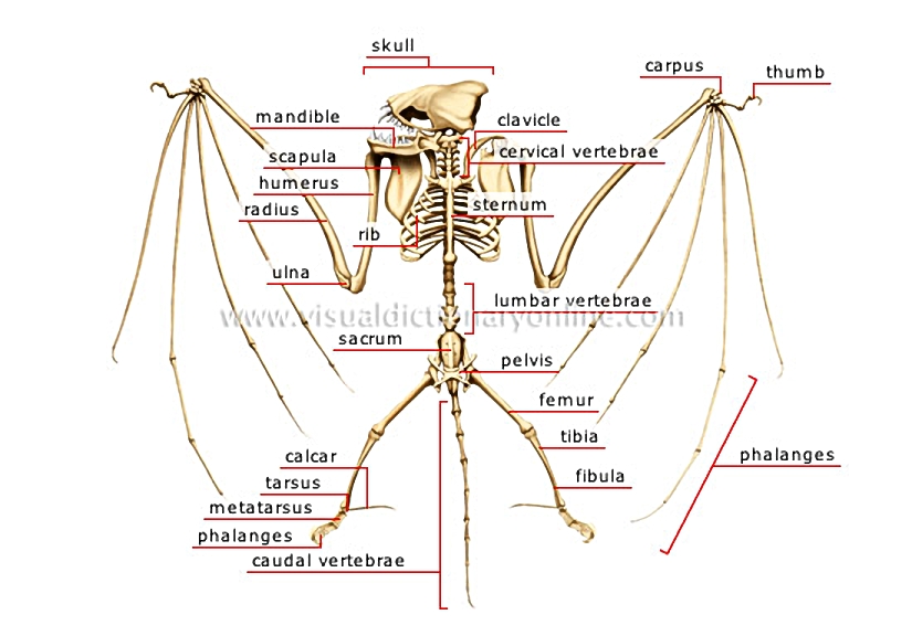 skeleton of a bat