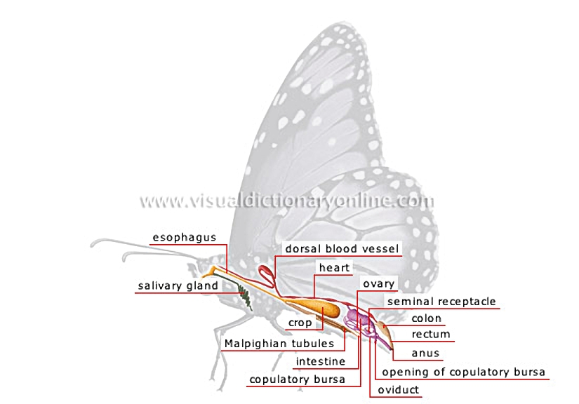 anatomy of a female butterfly