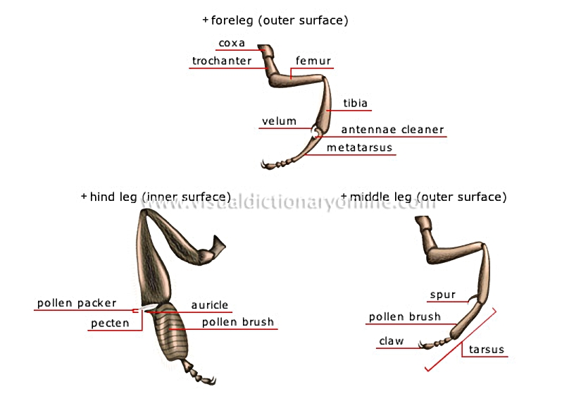 morphology of a honeybee: worker [2]