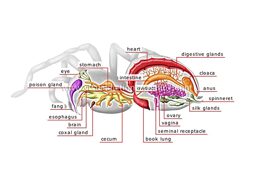 anatomy of a female spider