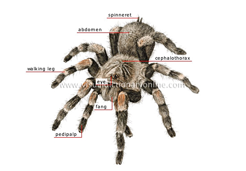 morphology of a spider