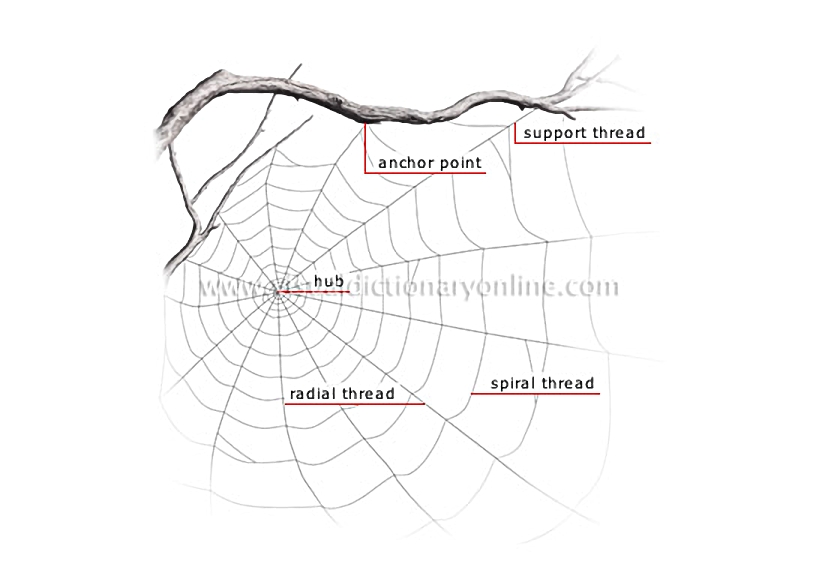 spider web