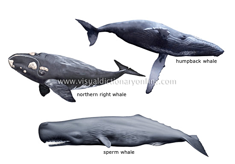 examples of marine mammals [3]