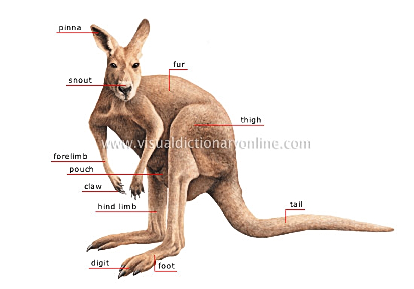 morphology of a kangaroo