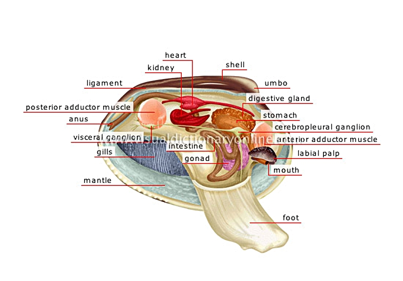anatomy of a bivalve shell