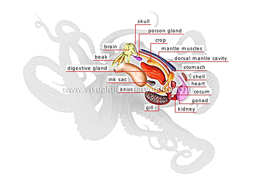 anatomy of an octopus