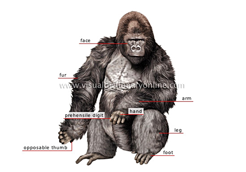 morphology of a gorilla