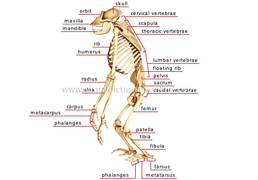 skeleton of a gorilla