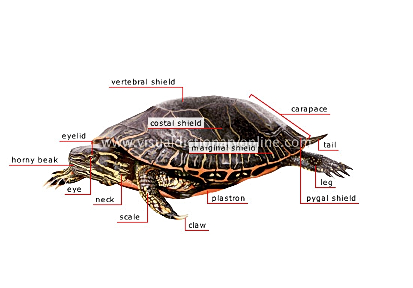 morphology of a turtle