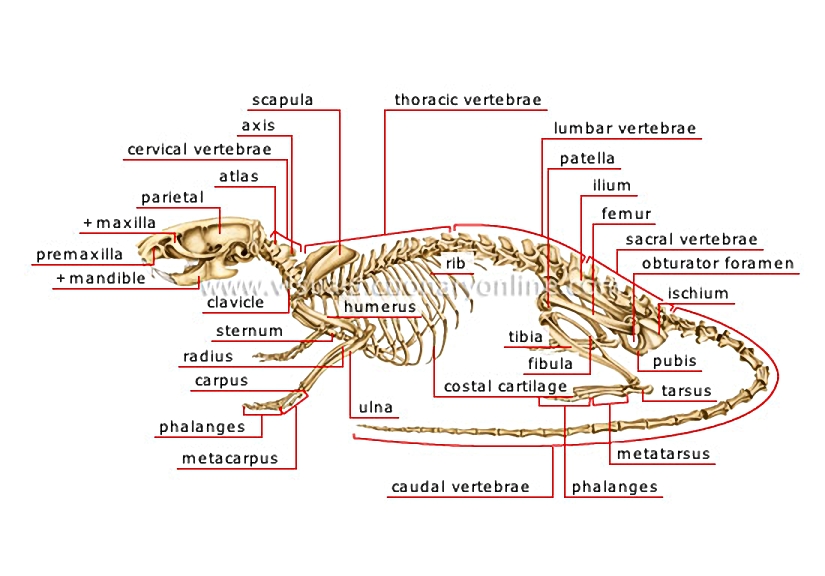 skeleton of a rat