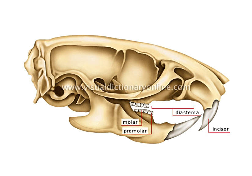 rodent’s jaw: rat