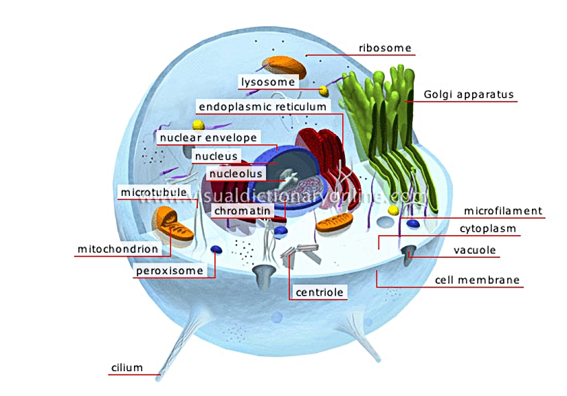 animal cell