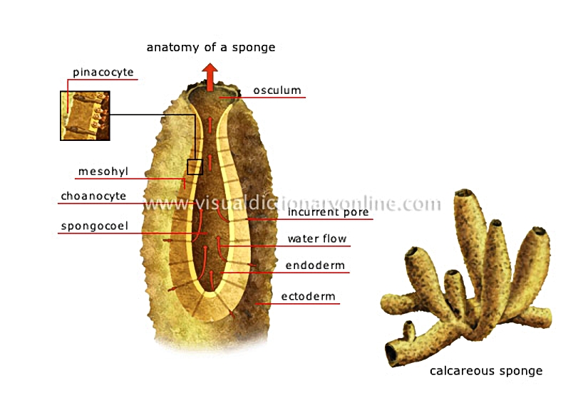 sponge