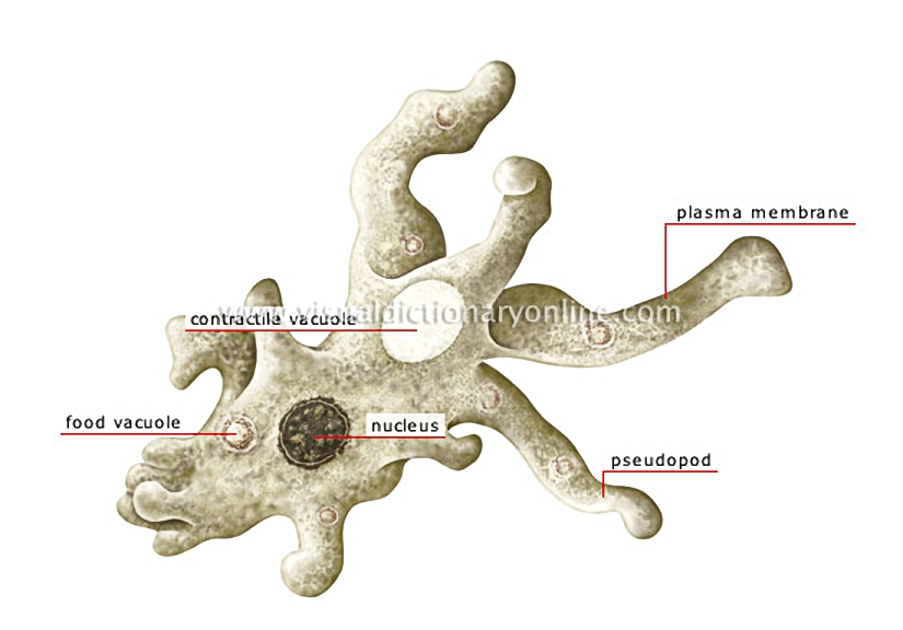 amoeba