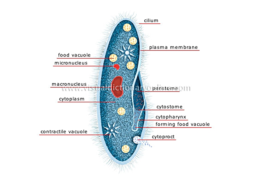 paramecium