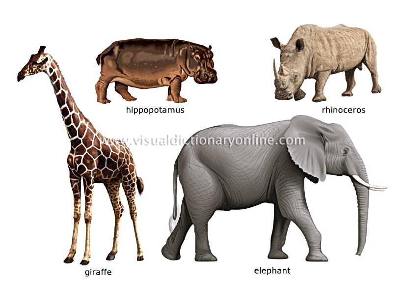 examples of ungulate mammals [6]