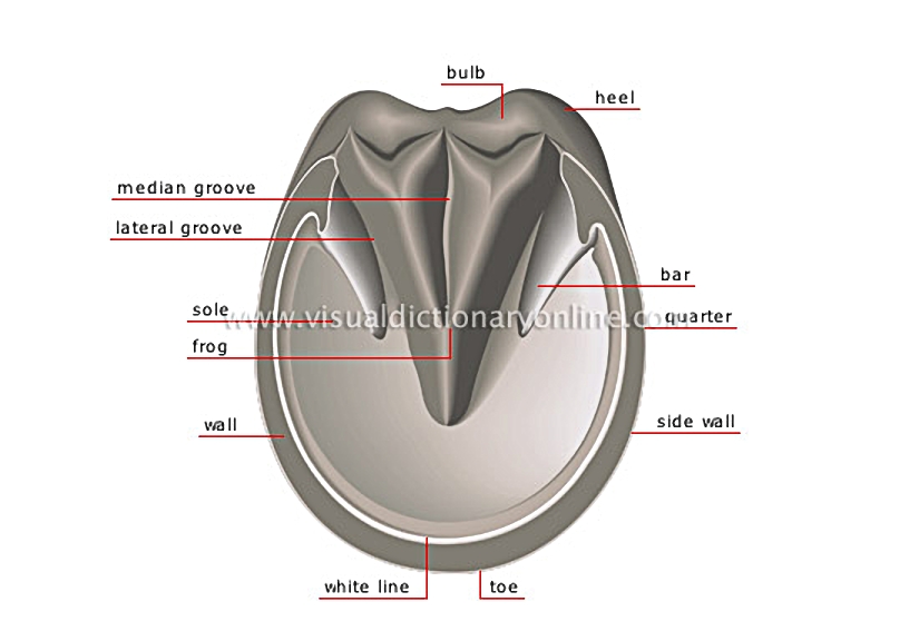 plantar surface of the hoof