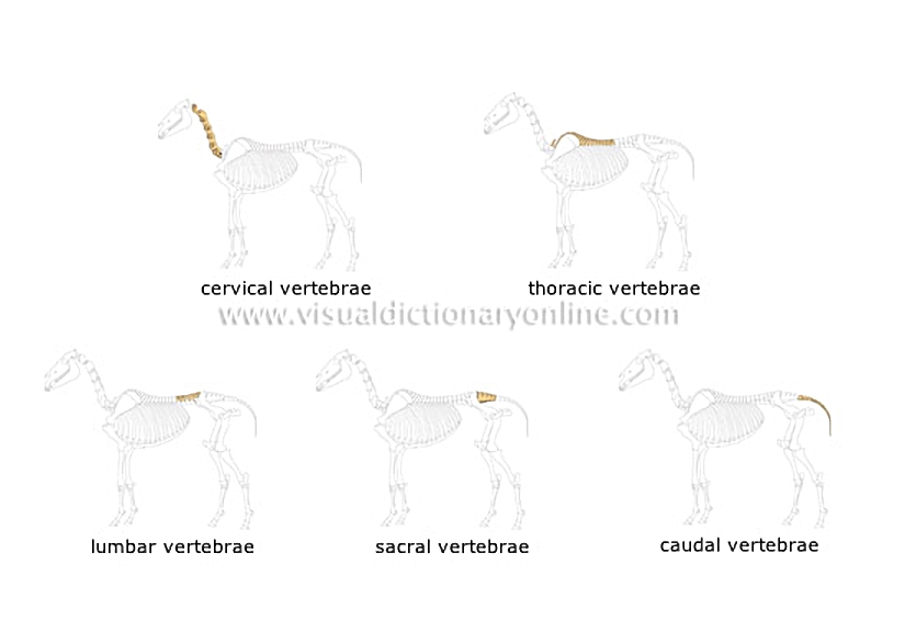 skeleton of a horse [2]