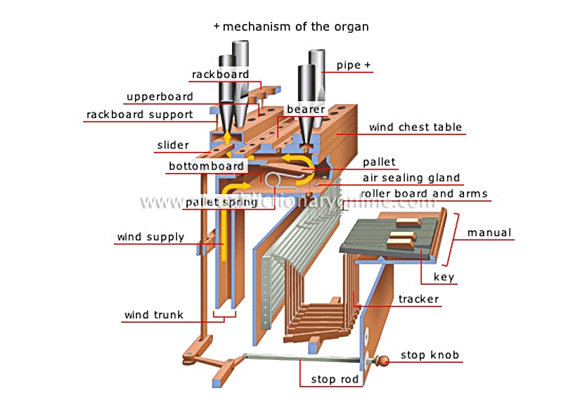 organ [4]