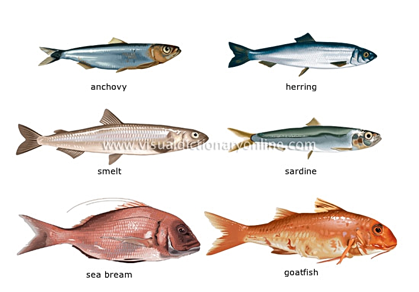 bony fishes [1]