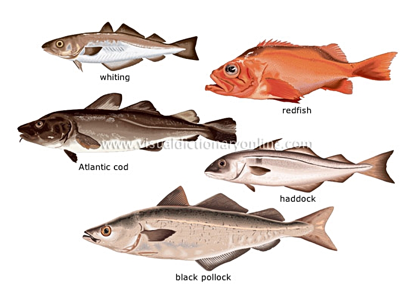 bony fishes [5]