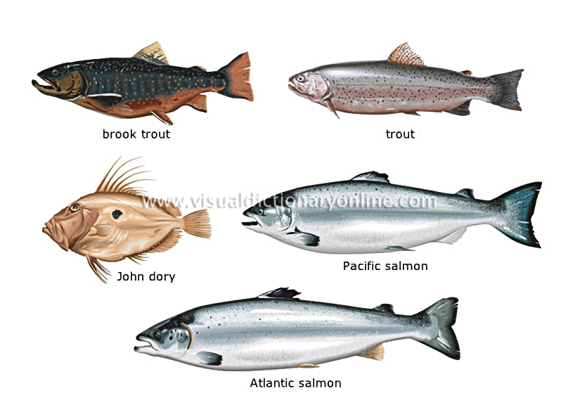 bony fishes [6]