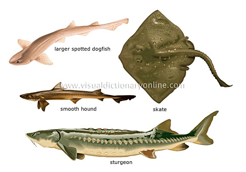 cartilaginous fishes