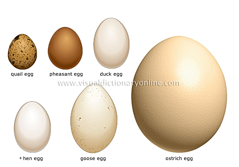 eggs