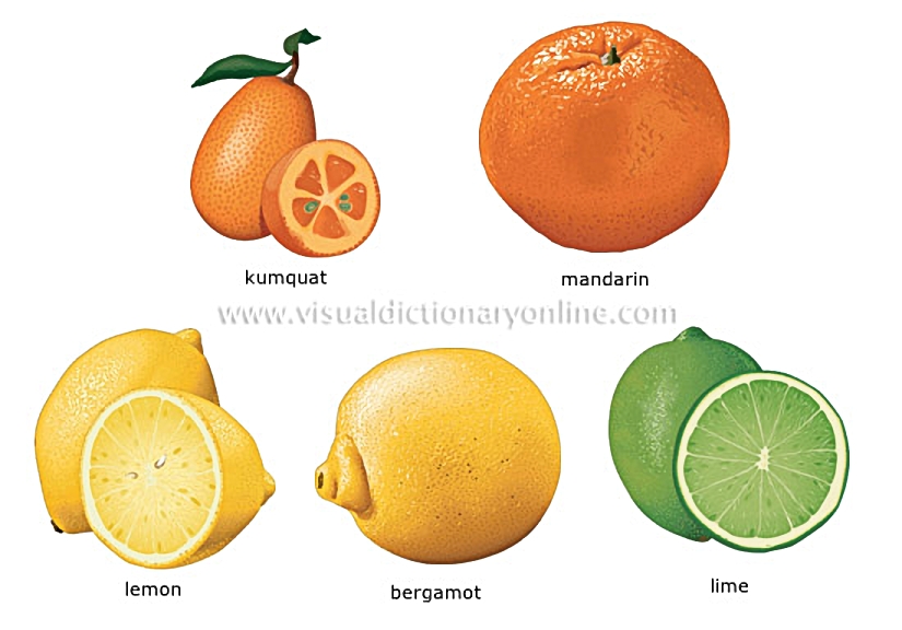 citrus fruits [1]