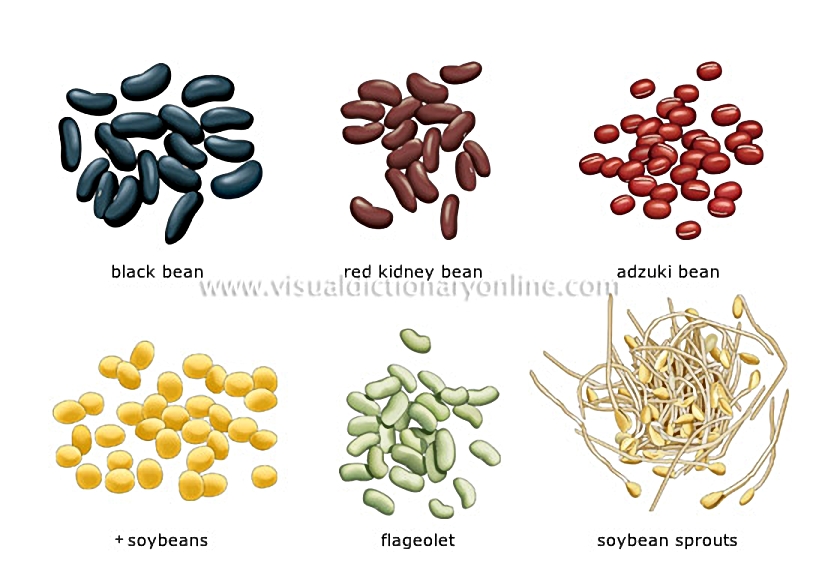 beans [2]