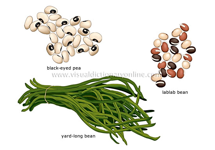 dolichos beans