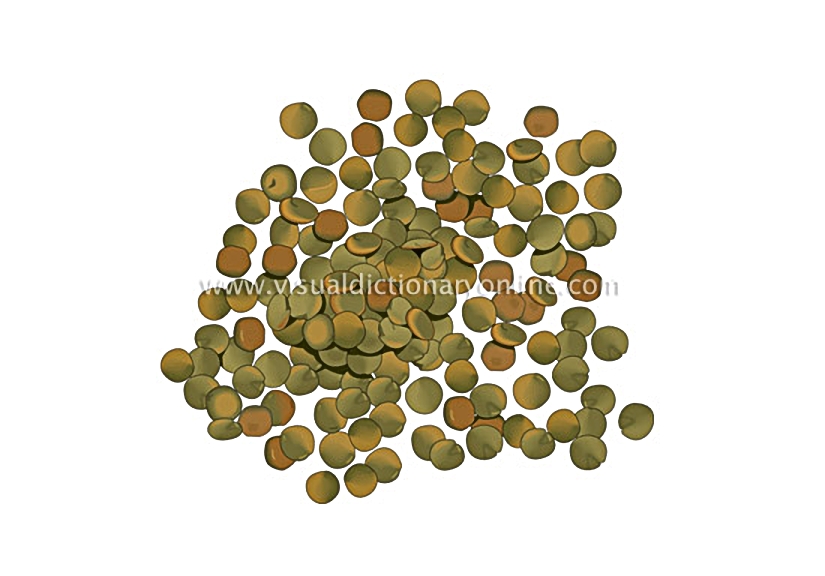 lentils