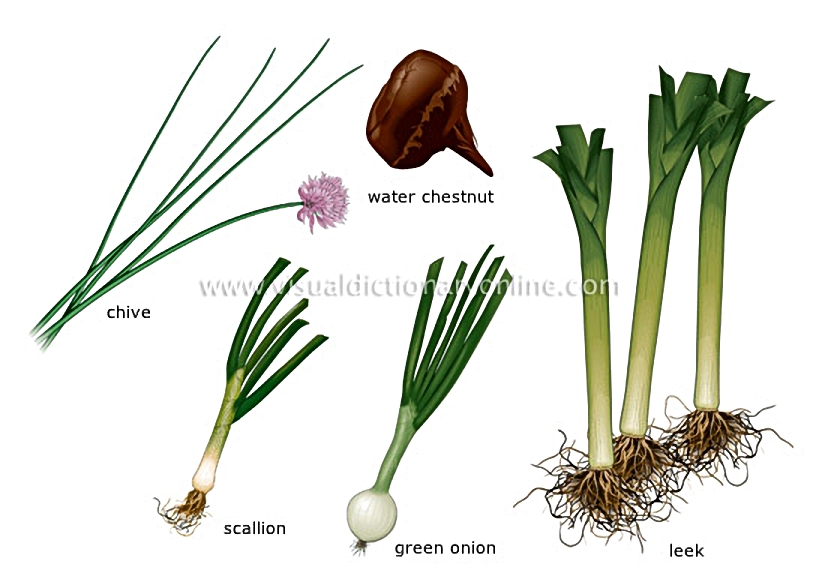 bulb vegetables [1]