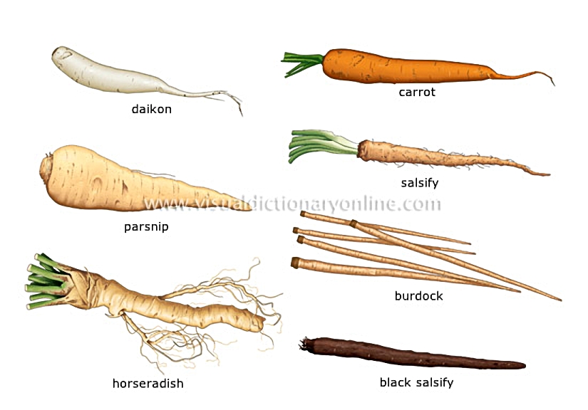 root vegetables [1]