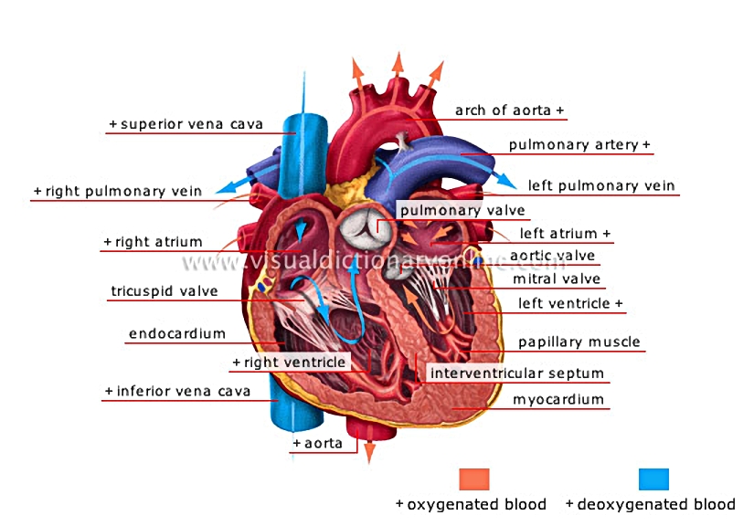 heart