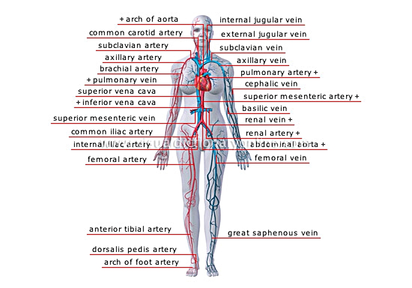 principal veins and arteries