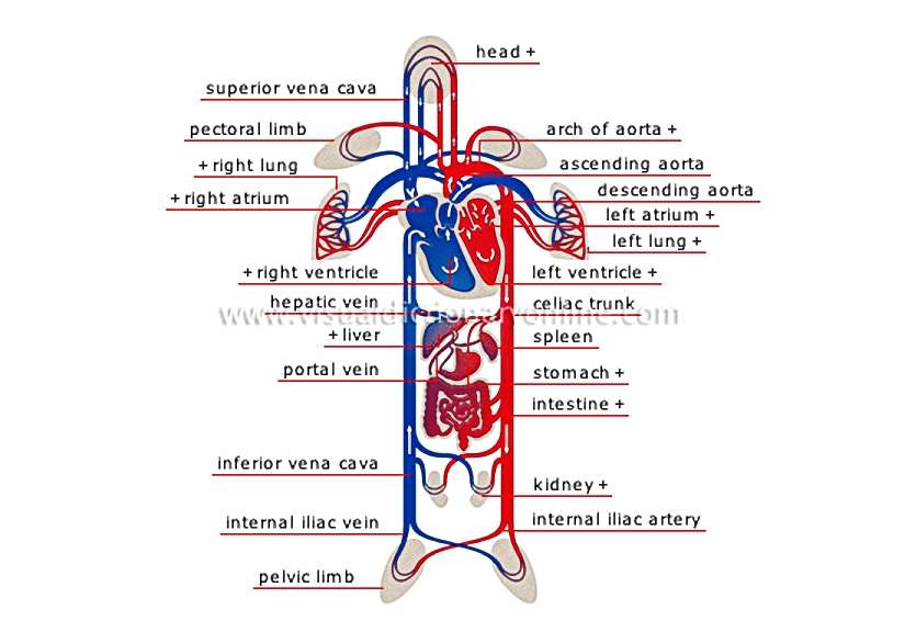 schema of circulation