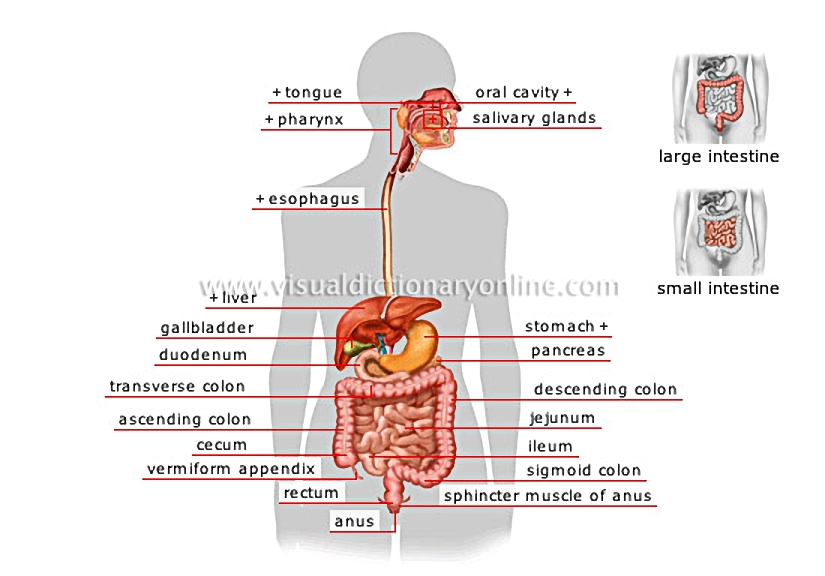 digestive system
