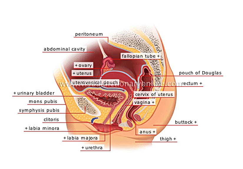 sagittal section