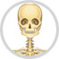 skeleton