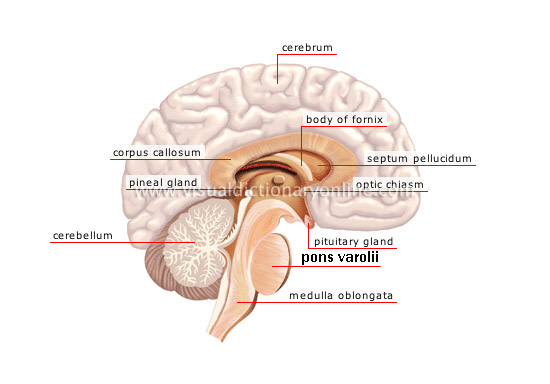 central nervous system [1]