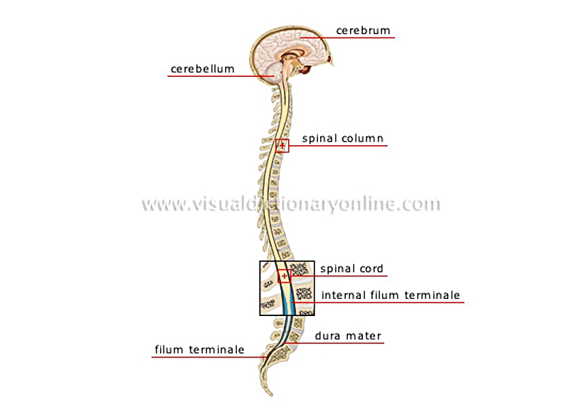 central nervous system [2]